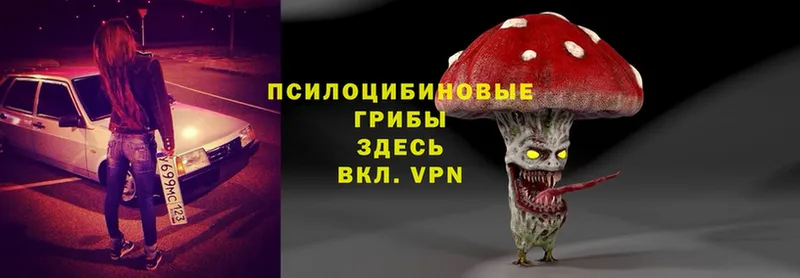 Галлюциногенные грибы Psilocybe  купить наркоту  Берёзовский 